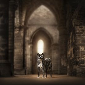 The guardian by Nanuq Dog Photography