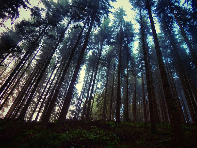 Taller than you'll ever be by Aart Lameris