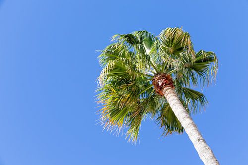 Oude palmboom in de blauwe lucht, strandboulevard van de stad Rota in Cadiz, Andalusië, Spanje