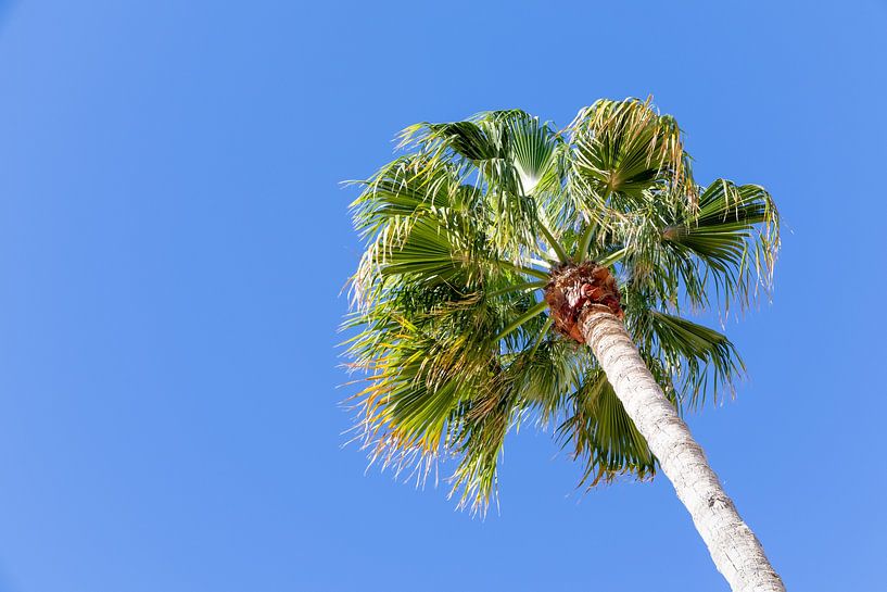 Oude palmboom in de blauwe lucht, strandboulevard van de stad Rota in Cadiz, Andalusië, Spanje van Fotos by Jan Wehnert