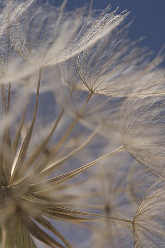 Goedemorgen Morgenster! De pluisjes aan een Tragopogon