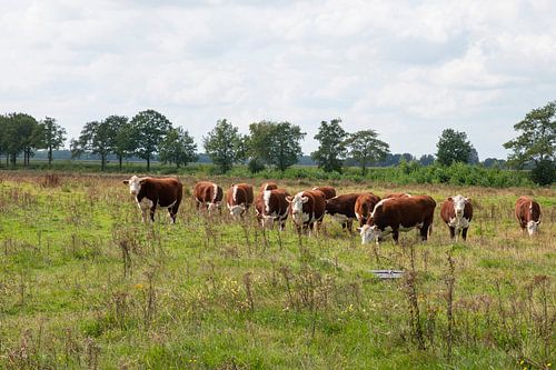 a group of blaarkop cows in the dutch nature area called fochteloerveen
