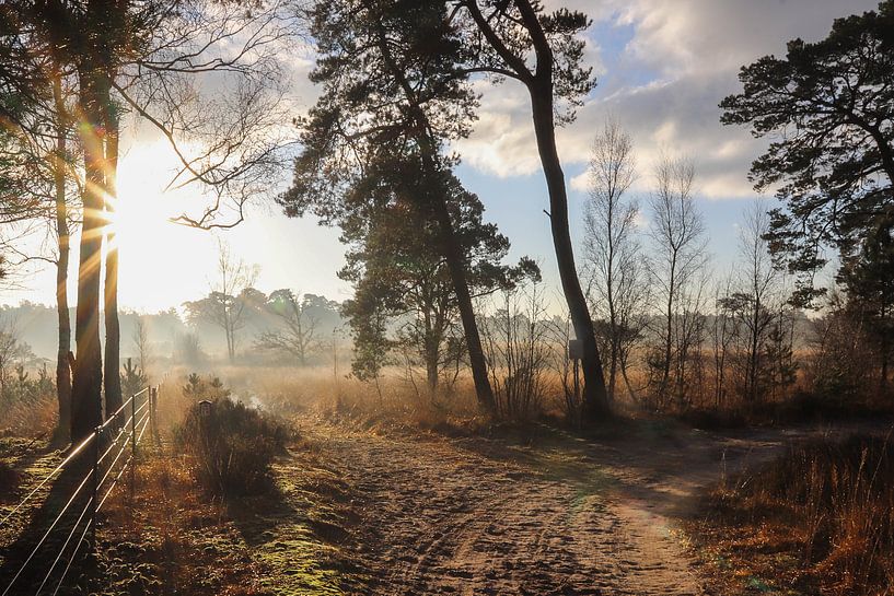 Foggy heather by Anya Lobers