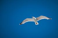 Seagull alone