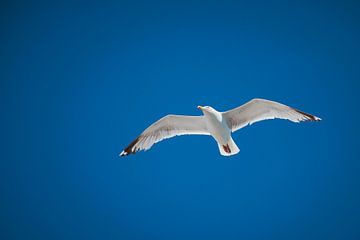 Seagull alone by C. Nass