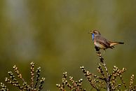 Blauwborst von Nathalie Jongedijk Miniaturansicht