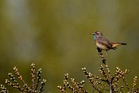 Blauwborst