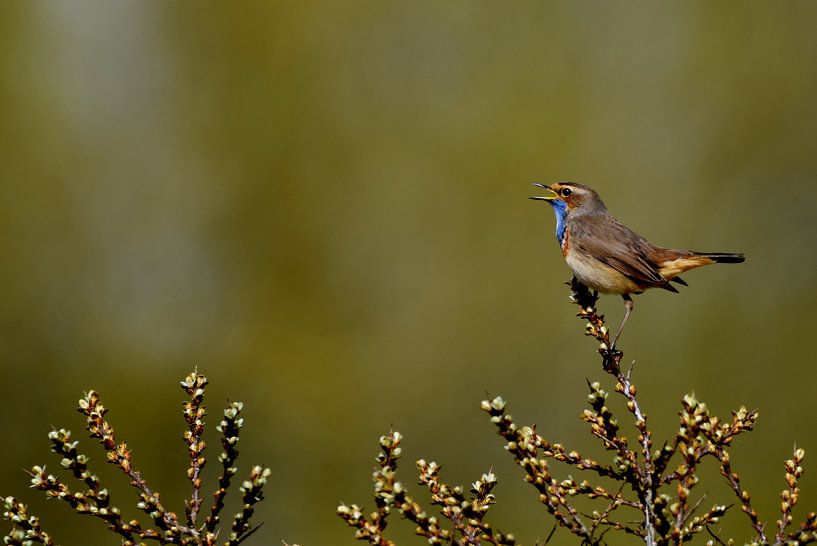 Blauwborst par Nathalie Jongedijk