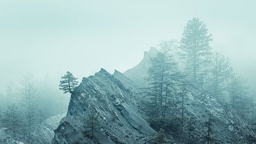 Mystischer Baum von Halma Fotografie