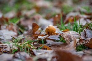 Schöne Nahaufnahme eines Galapfels im Wald