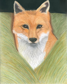 Une rencontre inattendue avec le renard roux