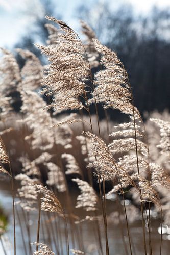 Riethalmen in het Dommeldal