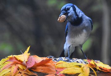 A blue jay at the feeder in autumn by Claude Laprise