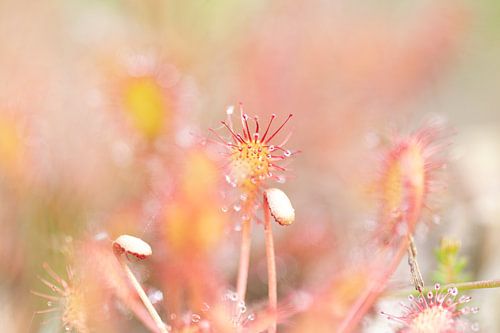 zonnedauw in het vroege en zachte ochtendlicht