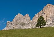 Eenzame boom in de Dolomiten van Rene van der Meer thumbnail