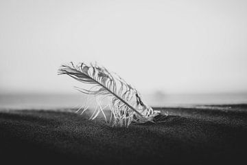 Une plume dans le sable. sur Creative PhotoLab