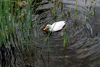 White duck swims among the reeds