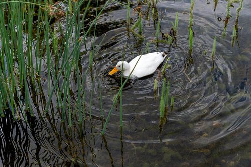 White duck swims among the reeds