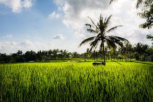 Palm tree in rice field by Suzanne Spijkers