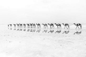 Kamelen karavaan door de woestijn | Ethiopië van Photolovers reisfotografie