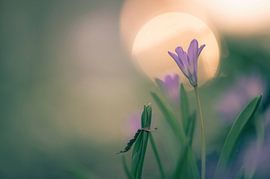 flowers part 265 by Tania Perneel