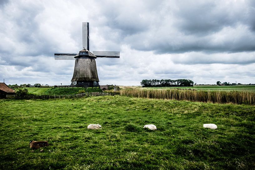 Dutch Mills - Sheeps lying on the meadow par Emel Malms