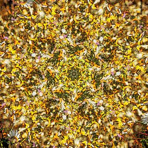 Ragwort and Chamomile
