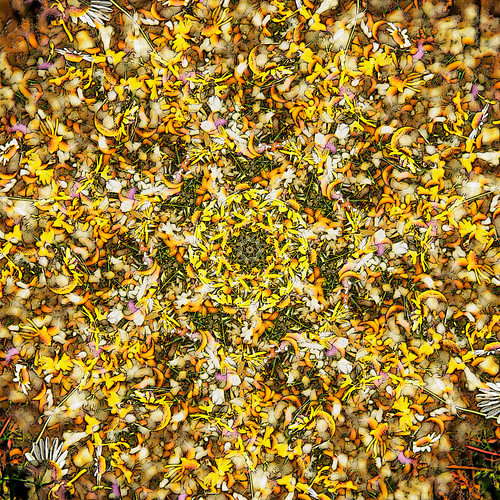 Ragwort and Chamomile