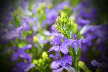 Purple Beauty by FotoGraaG Hanneke