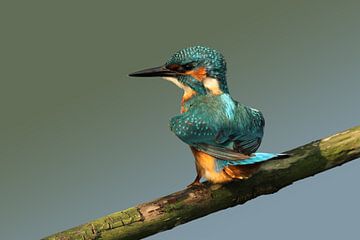 Kingfisher on a stick. by Paul Wendels