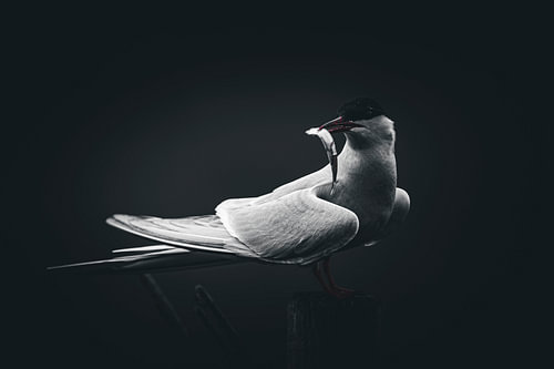 The Arctic tern with a sand eel.