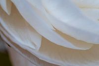 White anemone 02