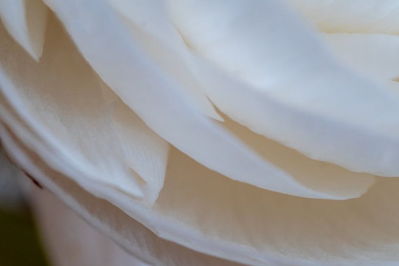 White anemone 02 by Hans Heemsbergen