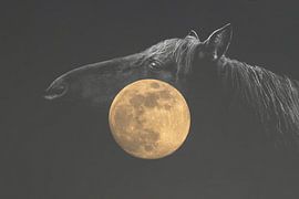Horse in Shadow with Full Moon in Silence by Femke Ketelaar
