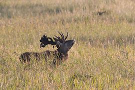 Deer at the rut in the National Park Vorpommersche Boddenlandschaft by Frank Fichtmüller