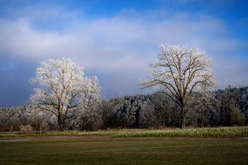 Winterlandschap met bomen bedekt met vorst van ManfredFotos