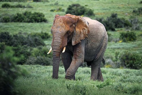 Un grand éléphant mâle se promène dans les collines du parc national Addo Elephant. sur The Book of Wandering