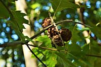 Dennenappels in de boom