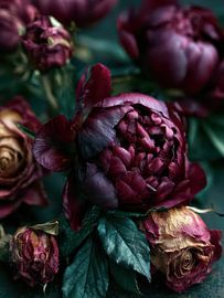 Still Life with Dark Roses and Peonies by Egon Zitter