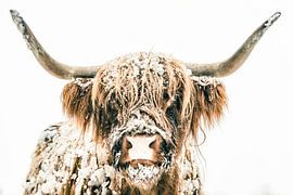 Portrait d'un bovin des Highlands écossais dans la neige sur Sjoerd van der Wal Photographie