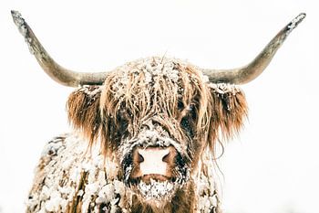Portret van een Schotse Hooglander in de sneeuw