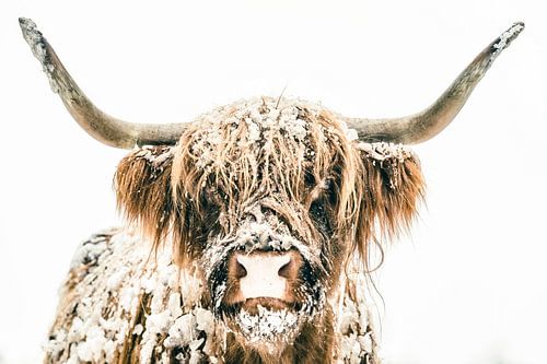 Portret van een Schotse Hooglander in de sneeuw