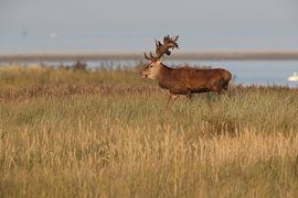 Cerf en rut dans le parc national de Vorpommersche Boddenlandschaft sur Frank Fichtmüller