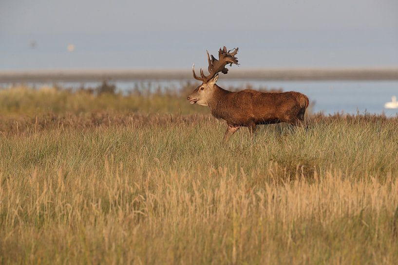 Herten tijdens de bronst in het Nationaal Park Vorpommersche Boddenlandschaft van Frank Fichtmüller