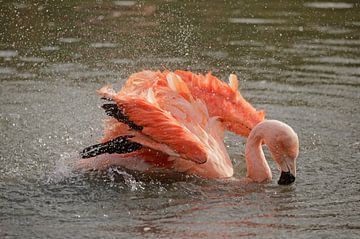 Flamingo by Frank Smedts