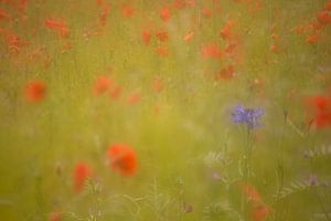 Bleuet dans un champ de coquelicots. Oosterheide, Oosterhout, Brabant du Nord, Pays-Bas, la Hollande