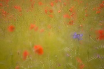 Korenbloem in een veld van klaprozen. Oosterheide, Oosterhout, Noord Brabant, Nederland, Holland.