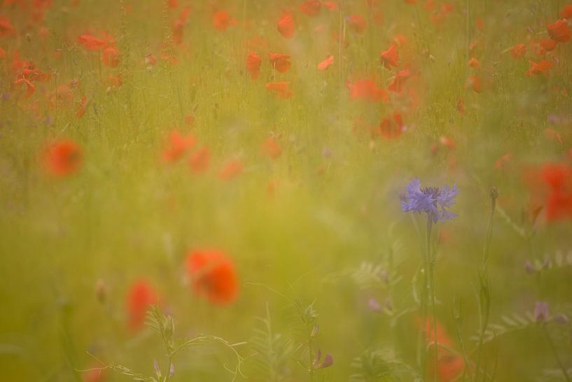 Korenbloem in een veld van klaprozen. Oosterheide, Oosterhout, Noord Brabant, Nederland, Holland. van Ad Huijben