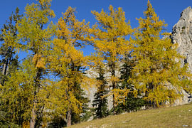 Golden larch trees showing autumn foliage in mountains by Tomherkules