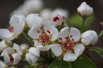 Blüte von t de bruin